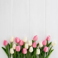 Kostenloses Foto schöne tulpen weiß und rosa auf weißem hölzernem hintergrund