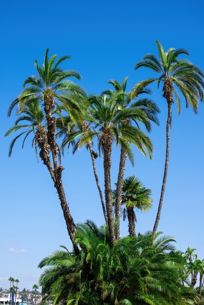 Schöne und hohe Palmen in San Diego