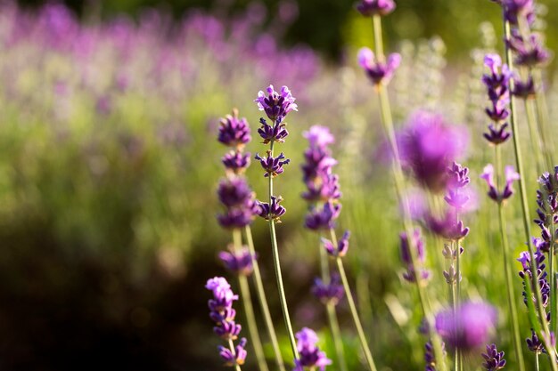 Schöne undeutliche Blumen Lavendelfeld