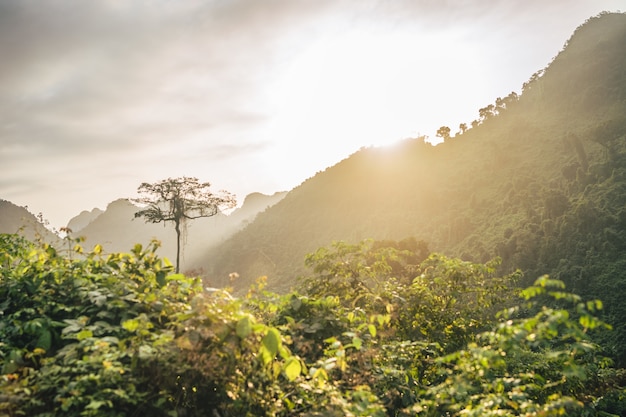 Schöne untergehende Sonne über einer Waldberglandschaft