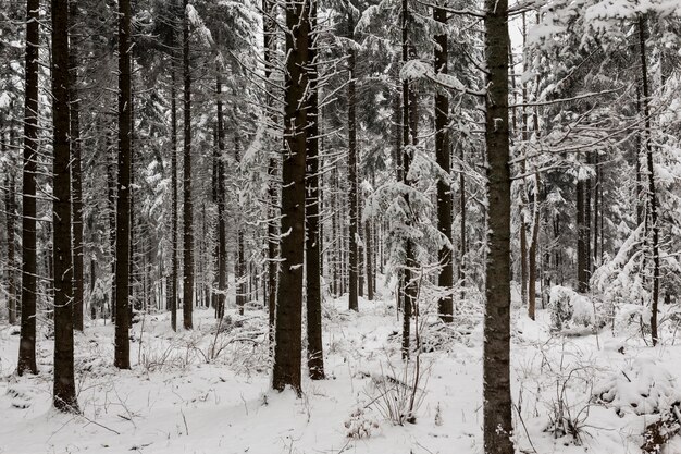 Schöne verschneite Wälder