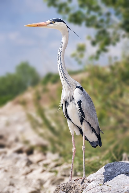 Schöne vertikale Aufnahme eines langbeinigen Süßwasservogels namens Reiher, der auf einem Felsen steht