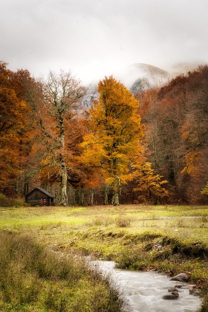 Schöne vertikale Aufnahme eines Waldes im Herbst