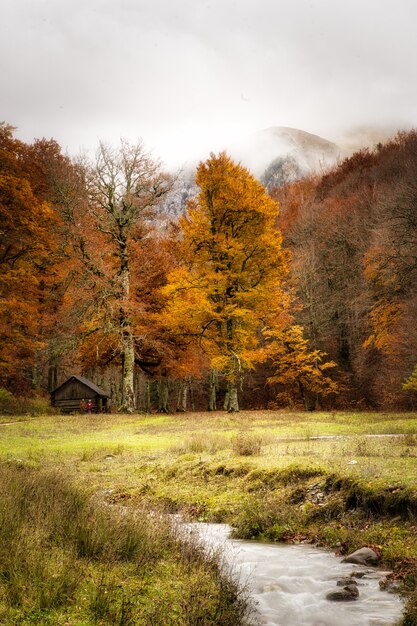 Schöne vertikale Aufnahme eines Waldes im Herbst