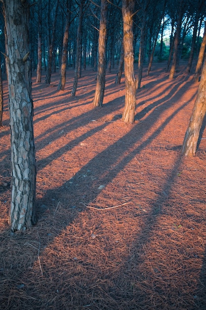 Schöne vertikale Aufnahme von Baumreihen bei Sonnenuntergang