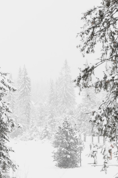 Kostenloses Foto schöne wälder im winterwald