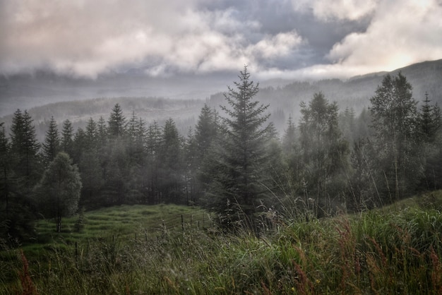 Schöne Waldlandschaft mit erstaunlichem Himmel