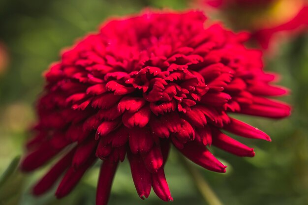 Schöne weinige frische Blume mit grünen Blättern