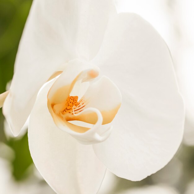 Schöne weiße Blüte mit gelber Mitte