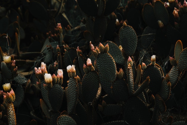 Kostenloses Foto schöne weiße kaktusblume im garten