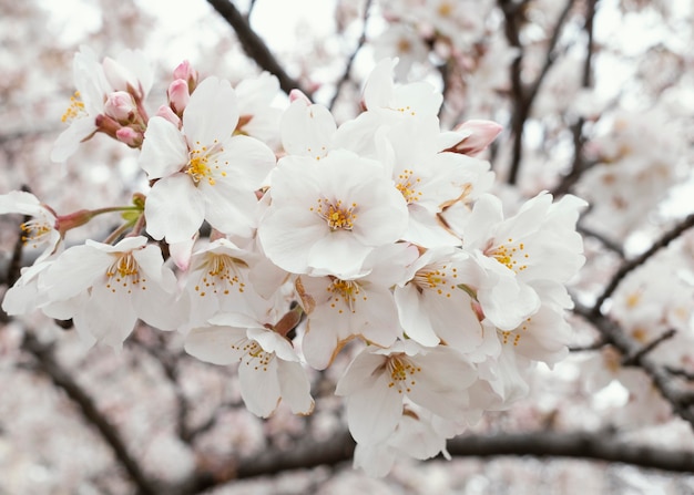 Schöne weiße Pfirsichbaumblüte