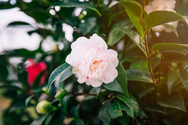 Schöne weiße Rose auf Pflanze
