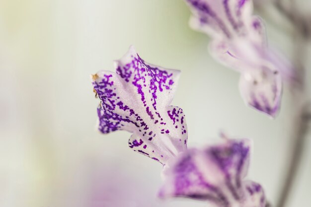 Schöne weiße und violette Blumenblätter der frischen Blume