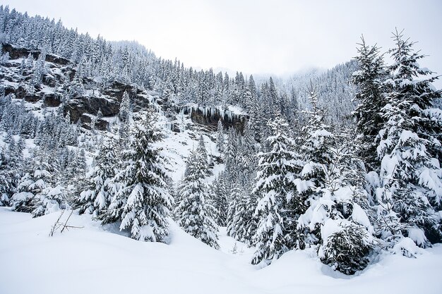 Schöne Winterlandschaft mit Bäumen unter starkem Schneefall. Magische Landschaft