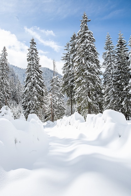 Schöne winterlandschaft mit bäumen unter starkem schneefall. magische landschaft