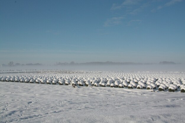Schöne Winterlandschaftsansicht mit schneebedeckten Strauchreihen in Brabant, Niederlande