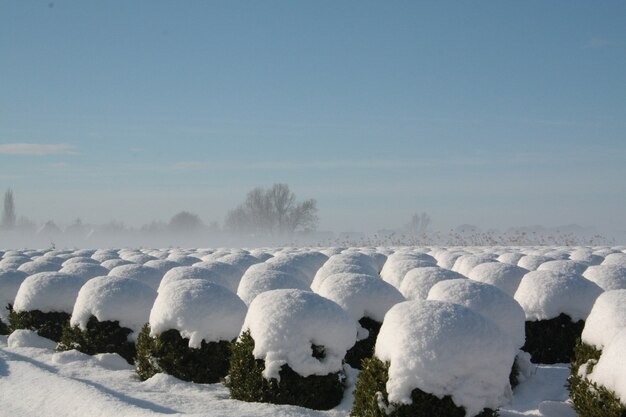 Schöne Winterlandschaftsansicht mit Strauchreihen bedeckt mit Schnee in Brabant, Niederlande