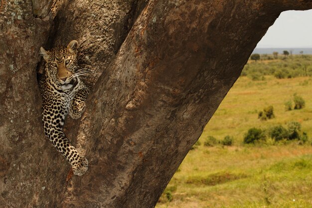 Schöner afrikanischer Leopard, der auf einem großen Baumstamm mitten im Dschungel sitzt