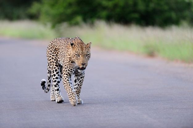 Schöner afrikanischer Leopard, der auf einer Straße geht, die durch grasbewachsene Felder und Bäume umgeben wird