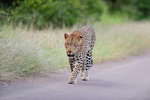 Schöner afrikanischer Leopard, der auf einer Straße geht, die durch grasbewachsene Felder und Bäume umgeben wird