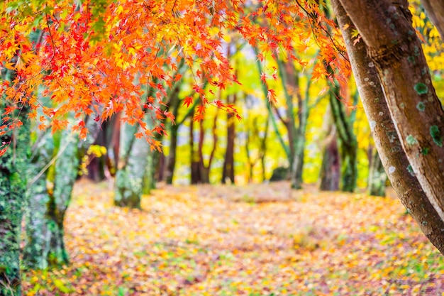 Schöner Ahornblattbaum in der Herbstsaison