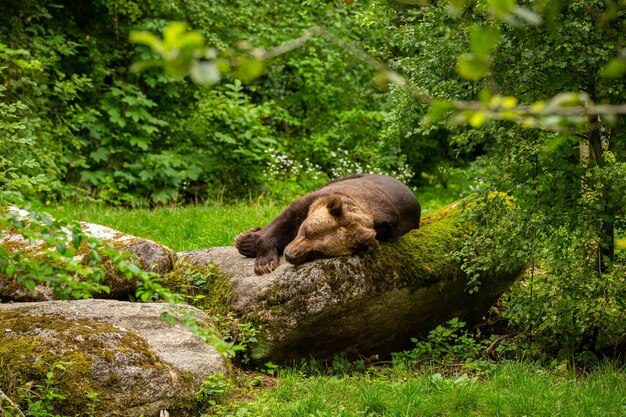 Schöner Bär im naturnahen Lebensraum in Deutschland Gefangener Braunbär Ursus arctos