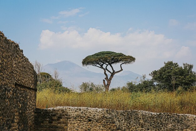 Schöner Baum an den archäologischen Ruinen von Pompeji und Herculaneum