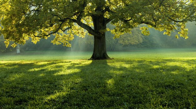 Schöner Baum in der Mitte eines mit Gras bedeckten Feldes mit der Baumgrenze im Hintergrund