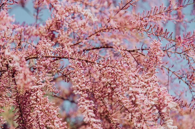 Schöner Baum mit kleinen rosa Blumen auf ihm an einem sonnigen Tag