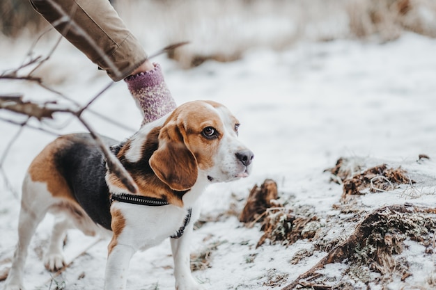 Schöner Beagle-Hund, der tagsüber im Winterwald spazieren geht