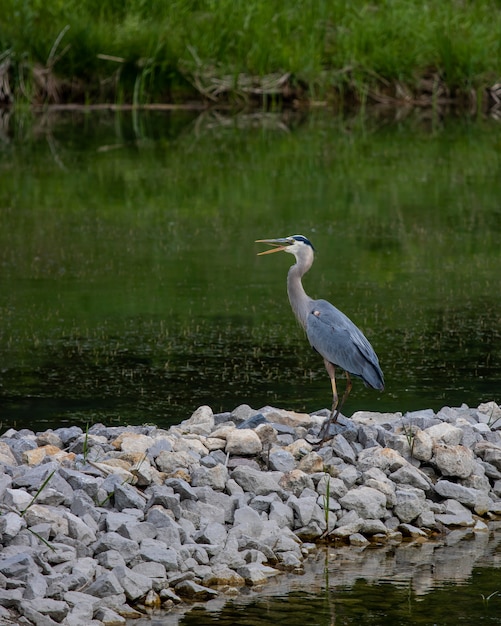 Kostenloses Foto schöner blauer storch, der auf den steinen nahe dem see steht