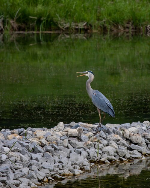 schöner blauer Storch, der auf den Steinen nahe dem See steht