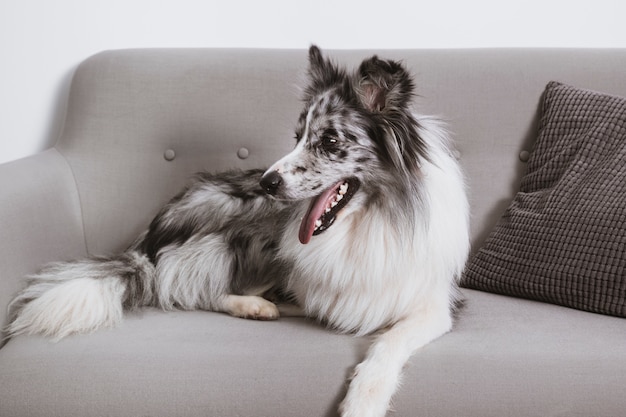 Schöner Border Collie auf der Couch