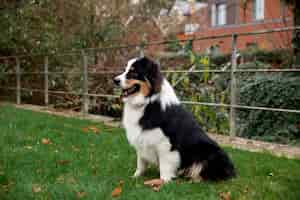 Kostenloses Foto schöner border-collie-hund, der draußen spaß hat