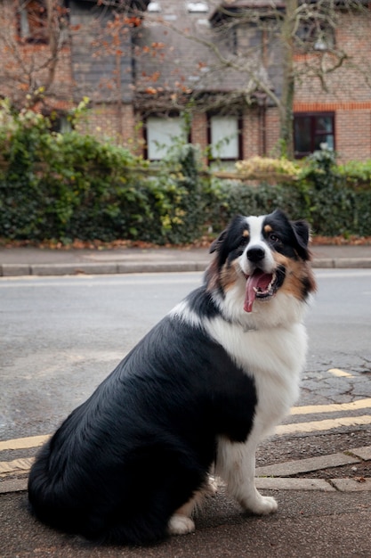 Schöner Border-Collie-Hund, der draußen Spaß hat