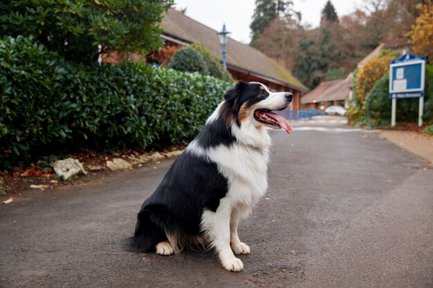 Schöner Border-Collie-Hund, der draußen Spaß hat