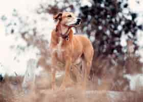 Kostenloses Foto schöner brauner rhodesian ridgeback-hund in der wildnis