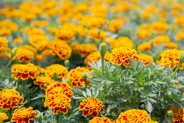 Schöner bunter Blumenhintergrund.