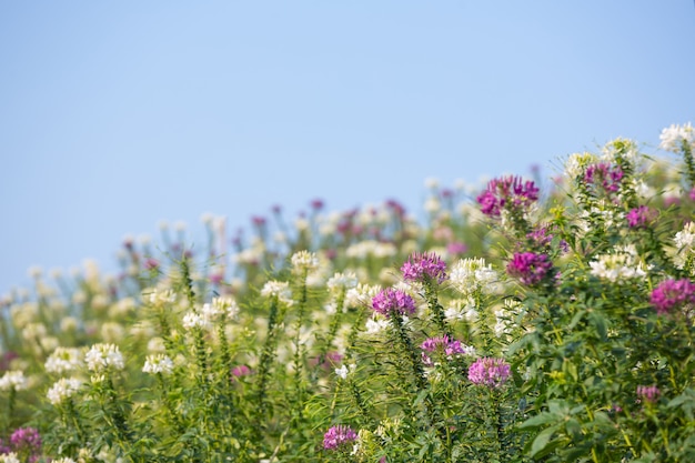 Kostenloses Foto schöner bunter blumenhintergrund.