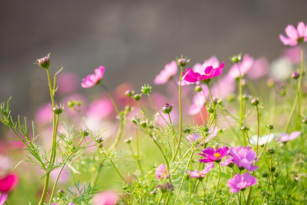 Schöner bunter Blumenhintergrund.