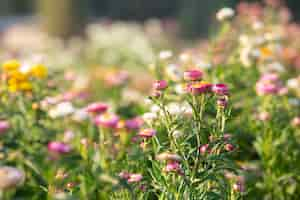 Kostenloses Foto schöner bunter blumenhintergrund.