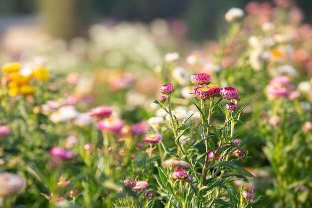 Schöner bunter Blumenhintergrund.