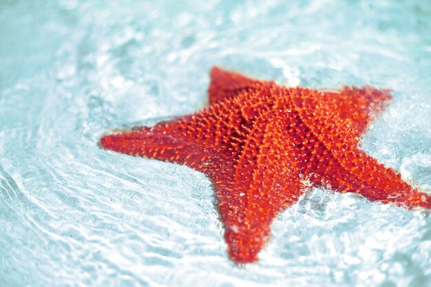 Schöner bunter leuchtend roter Seestern im sauberen ozeanblauen Wasser