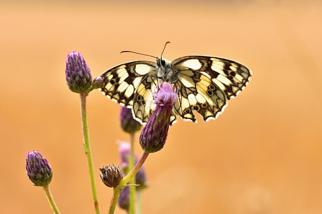Schöner bunter Schmetterling, der auf Blume in der Natur sitzt Sommertag mit Sonne draußen auf der Wiese Bunter natürlicher Hintergrund Insekten Melanargia galathea