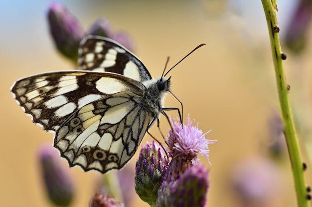 Schöner bunter Schmetterling, der auf Blume in der Natur sitzt. Sommertag mit Sonne draußen auf Wiese. Col