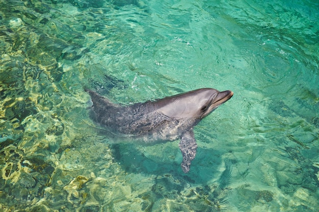 Schöner Delphin, der an klaren, sonnigen Tagen im blauen Schwimmbadwasser lächelt