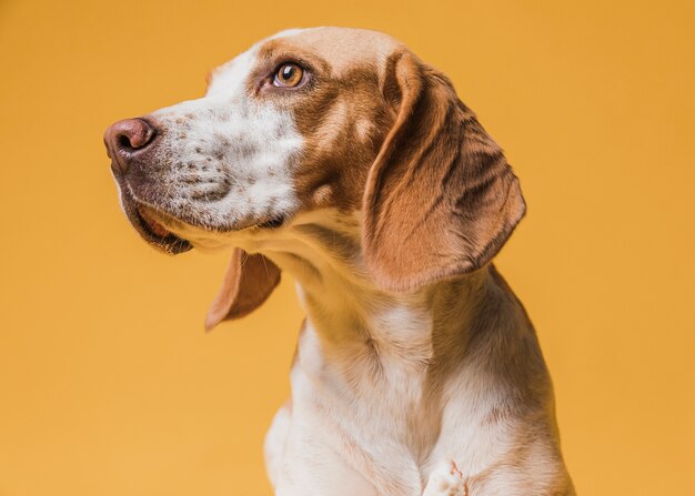 Schöner denkender Hund, der weg schaut