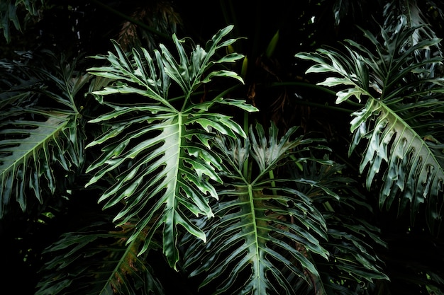 Schöner exotischer Blatthintergrund