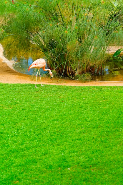 Schöner Flamingo auf dem Rasen im Park