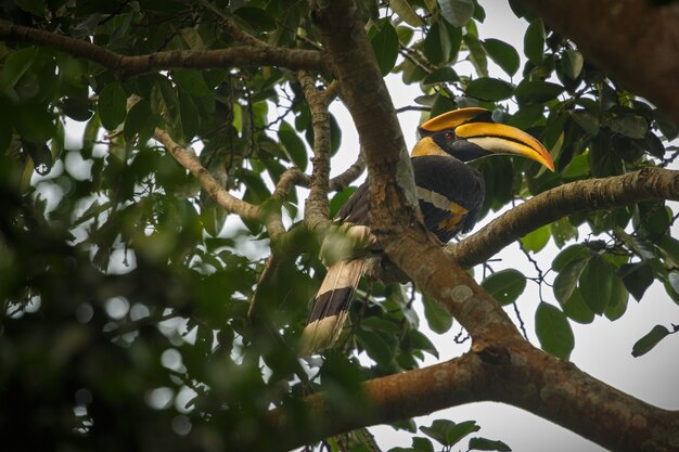 Schöner gefährdeter großer Nashornvogel auf einem Baum in Kaziranga Indien